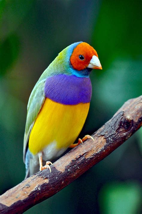 Colorful rainbow finch | Beautiful birds, Colorful birds ...