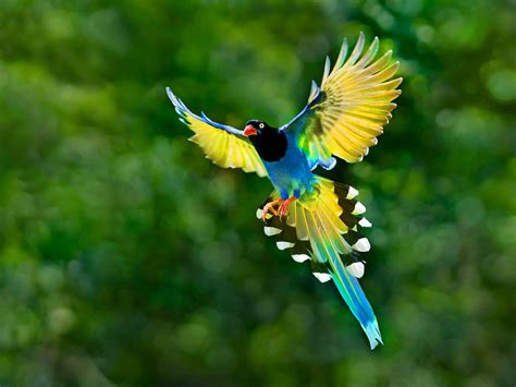Colorful Toucan Bird Flying Spread Wings Tail Hd Desktop ...