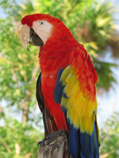 Colorful Tropical Bird | At Lion Country Safari in Florida ...