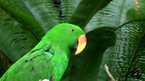 Colorful Tropical Birds   Bloedel Conservatory   YouTube ...