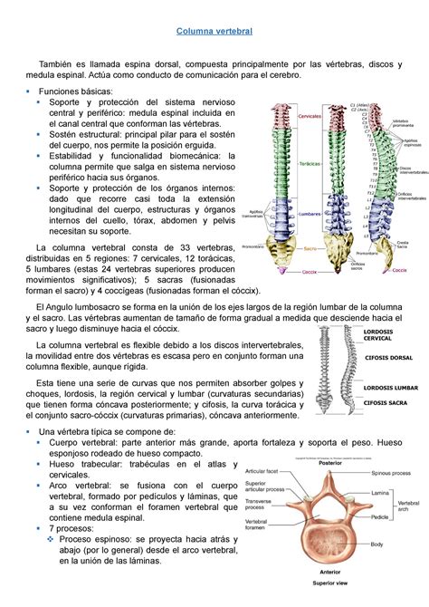 Columna vertebral 9   Anatomía Humana   UNMDP   StuDocu