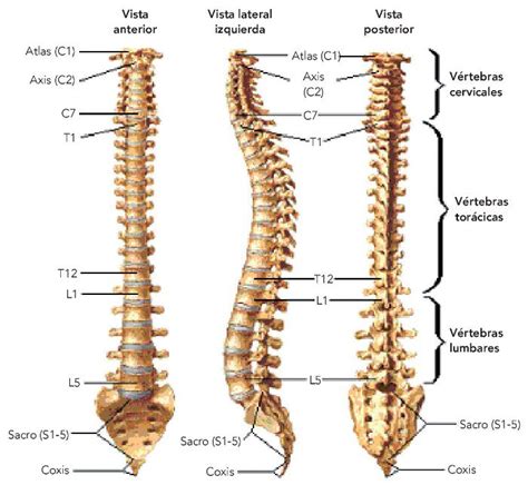 Columna vertebral  anatomía    Escuelapedia   Recursos ...