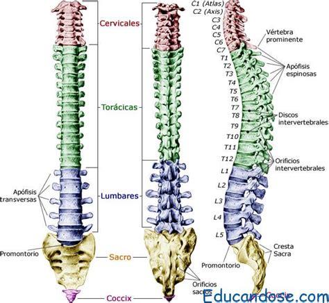 Columna vertebral Anatomía y función | Educándose En Línea
