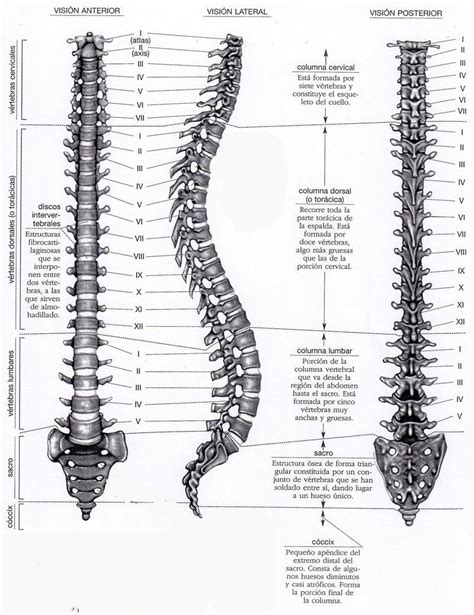columna vertebral | Anatomy, Poses, Yoga