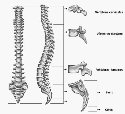 columna_vertebral [Neurocirugía Contemporánea]