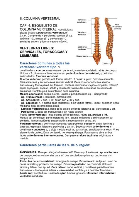 Columna Vertebral   Resumen Anatomía Humana   Anatomia ...