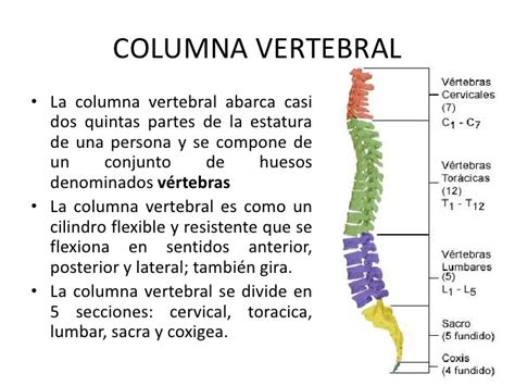Columna vertebral torax costillas sacro y coxis