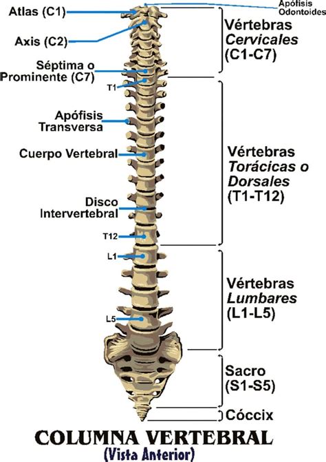columna vertebral vista anterior   Actitud Saludable