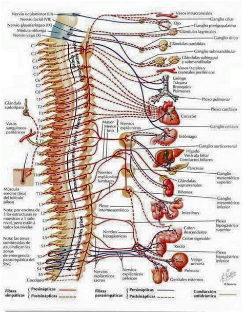 Columna vertebral y organos relacionados | Terapia ...