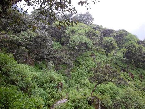 COMANDO ECOLOGICO: Bosque de Zarate : Crónica de una muerte anunciada