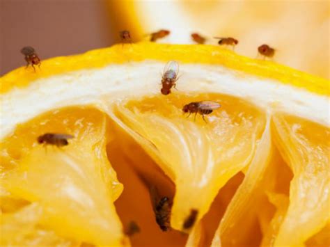 Combate las moscas de la cocina con este truco  con imágenes  | Moscas ...