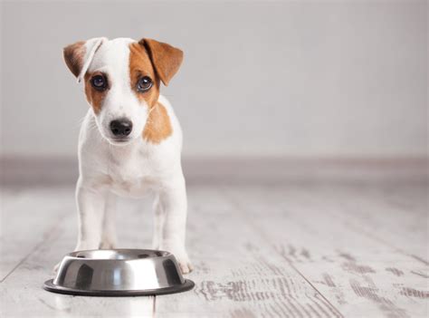 Comederos para perros: ¿cuál elegir? | zooplus