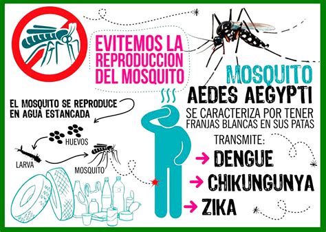 Comenzó la campaña para eliminar al mosquito que transmite el Dengue ...