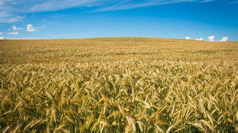 Comenzó la cosecha de trigo con preocupación de los agricultores por ...