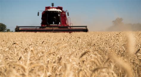 Comenzó la cosecha de trigo: traerá menos toneladas que lo esperado ...