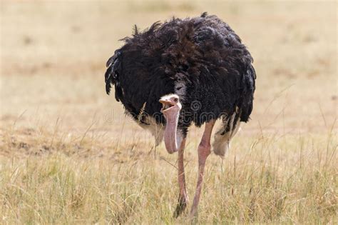 Comer da avestruz foto de stock. Imagem de avestruz, comer ...