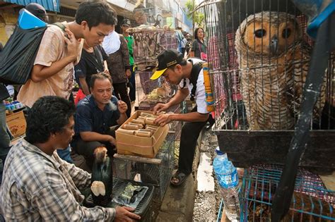 Comercio asiático de fauna: animales en venta