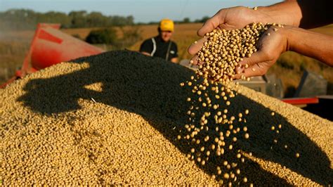 Comercio Exterior agrícola: Aumentaron las exportaciones de soja sin ...