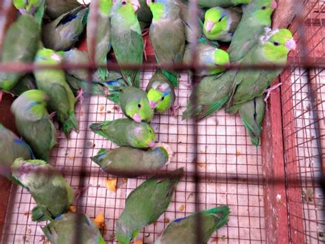 Comercio ilegal de fauna en el Perú: 4 historias para ...