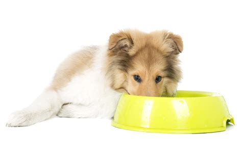 Comida para perros castrados | Magazine para perros | zooplus