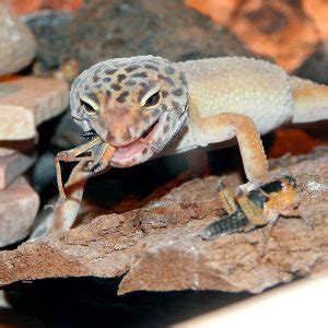 Comida y suplementos alimenticios para gecko leopardo y crestado