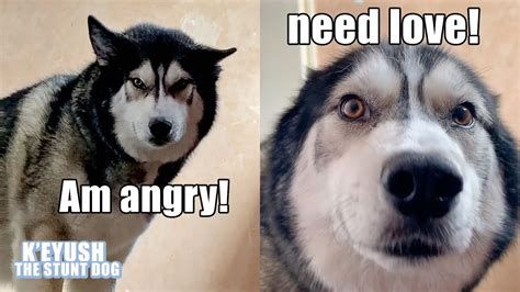 Coming Home To My Husky 5 Times! Different Reactions ...