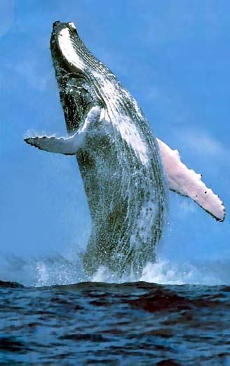 Comite Ballena Azul: Otro modo de vivir de las ballenas