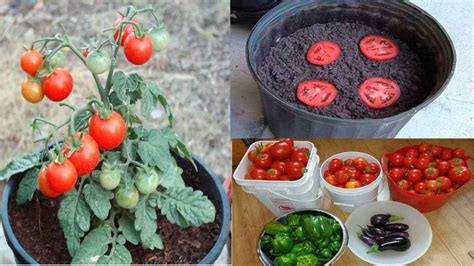 Comment faire pousser beaucoup de tomates avec seulement 4 tranches et ...