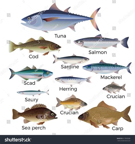Commercial Fish Species Vector Illustration Stock Vector ...