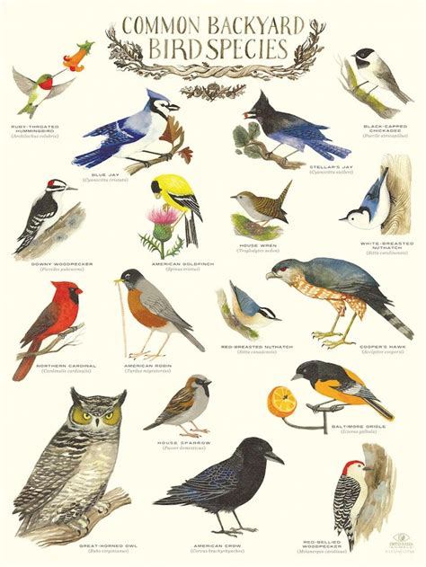 Common Backyard Bird Species  Infographic Poster by Diana ...
