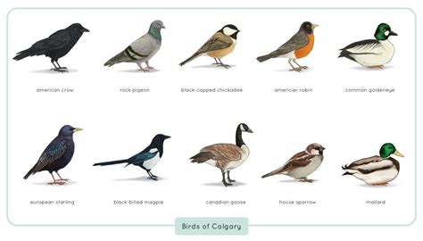 Common Birds of Calgary by astro phase on DeviantArt
