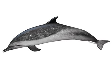 Common Bottlenose Dolphin | NOAA Fisheries