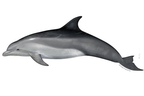 Common Bottlenose Dolphin | NOAA Fisheries