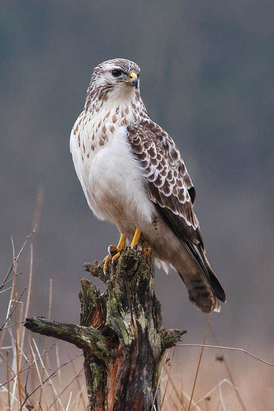 Common Buzzard | Bird Info Photos | The Wildlife