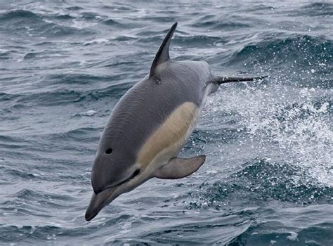 Common Dolphin   Facts, Habitat and Pictures