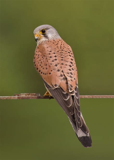 Common kestrel   Wikipedia