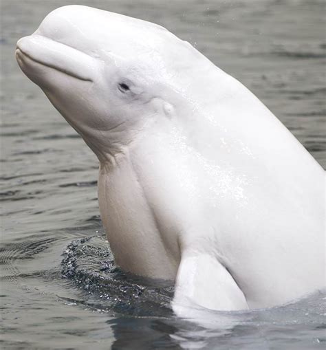 Common name: beluga whale, white whale, sea canaryscienti...