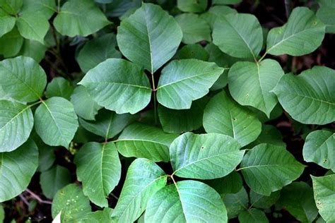 Common Name: Poison Ivy | Scientific Name: Toxicodrendron ...