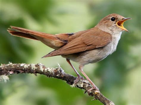 Common Nightingale   eBird