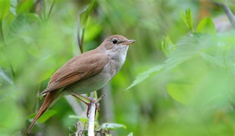 Common nightingale Luscinia megarhynchos singing tour ...