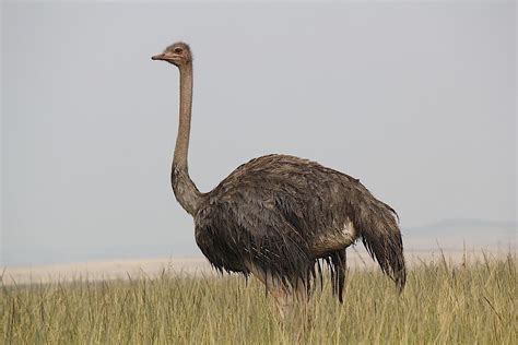 Common Ostrich  female  | Savanna ecosystem, Palaeognathae ...