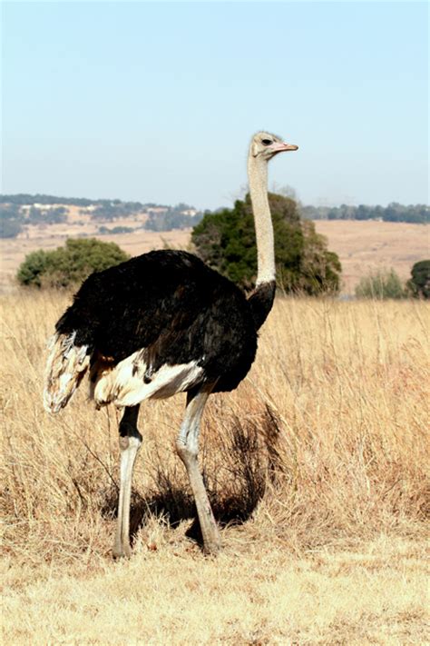 Common Ostrich – Bird & Wildlife Photography by Richard ...