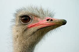 Common ostrich Wikipedia
