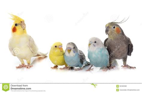 Common Pet Parakeet And Cockatiel Stock Photo   Image of ...