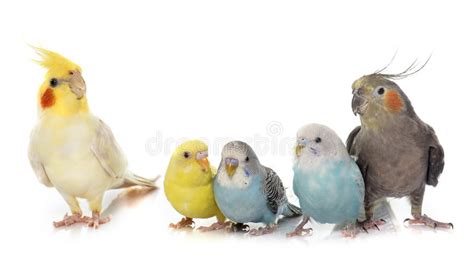 Common Pet Parakeet And Cockatiel Stock Photo   Image of ...