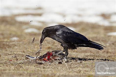 Common raven Corvus corax feeding | Stock Photo