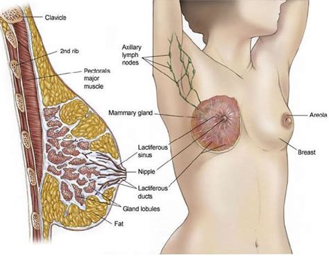 Common Signs of Breast Infection | Breast cancer ...