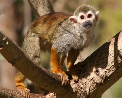 Common Squirrel Monkey Facts, Diet, Habitat & Pictures ...