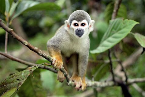 Common Squirrel Monkey Photograph by Dr Morley Read ...