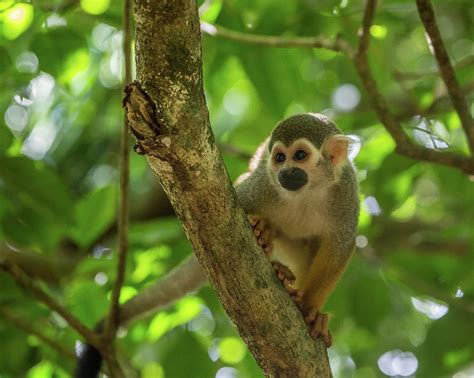Common Squirrel Monkey Photograph by Jon G. Fuller / Vwpics